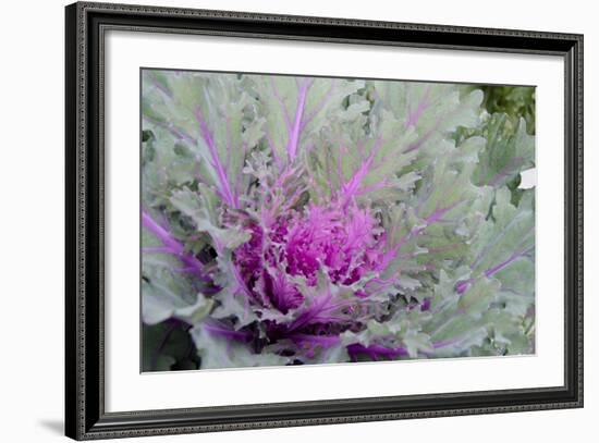 New York, Rhinebeck. Detail of Green and Purple Ornamental Kale-Cindy Miller Hopkins-Framed Photographic Print