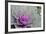 New York, Rhinebeck. Detail of Green and Purple Ornamental Kale-Cindy Miller Hopkins-Framed Photographic Print