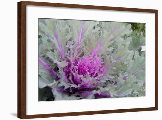 New York, Rhinebeck. Detail of Green and Purple Ornamental Kale-Cindy Miller Hopkins-Framed Photographic Print