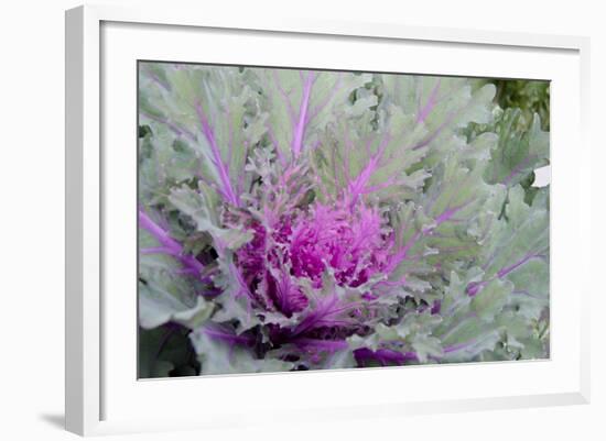 New York, Rhinebeck. Detail of Green and Purple Ornamental Kale-Cindy Miller Hopkins-Framed Photographic Print