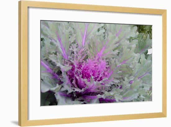 New York, Rhinebeck. Detail of Green and Purple Ornamental Kale-Cindy Miller Hopkins-Framed Photographic Print