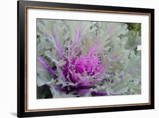 New York, Rhinebeck. Detail of Green and Purple Ornamental Kale-Cindy Miller Hopkins-Framed Photographic Print