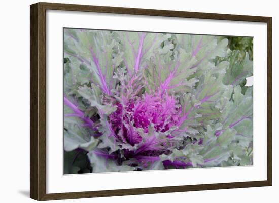 New York, Rhinebeck. Detail of Green and Purple Ornamental Kale-Cindy Miller Hopkins-Framed Photographic Print