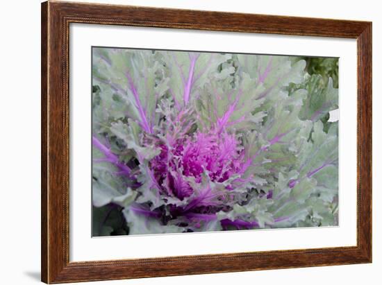 New York, Rhinebeck. Detail of Green and Purple Ornamental Kale-Cindy Miller Hopkins-Framed Photographic Print