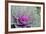 New York, Rhinebeck. Detail of Green and Purple Ornamental Kale-Cindy Miller Hopkins-Framed Photographic Print