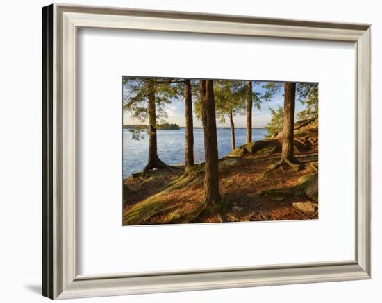 New York State. Pine trees bathed in evening light along the St. Lawrence River, Thousand Islands.-Chris Murray-Framed Photographic Print