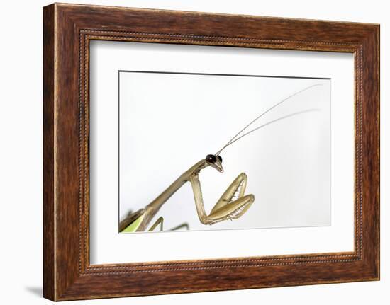 New York, USA. Chinese Mantis.-Karen Ann Sullivan-Framed Photographic Print