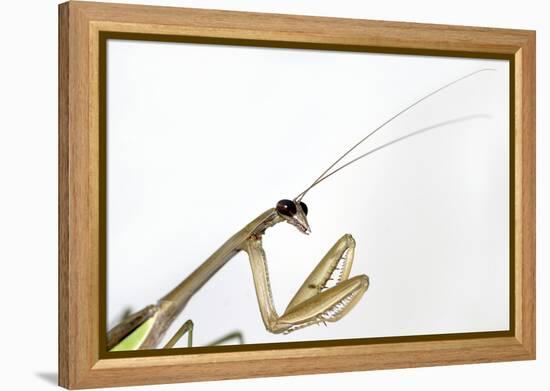 New York, USA. Chinese Mantis.-Karen Ann Sullivan-Framed Premier Image Canvas