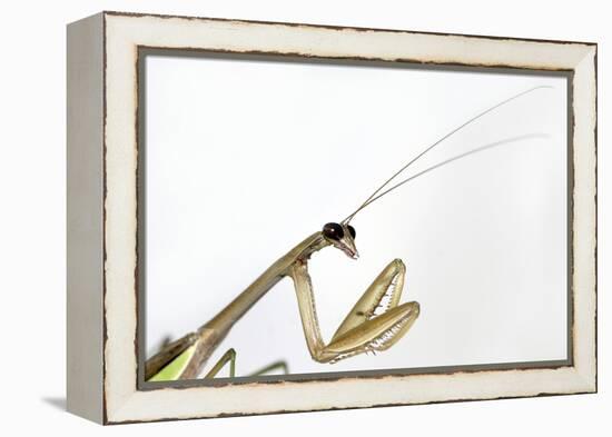 New York, USA. Chinese Mantis.-Karen Ann Sullivan-Framed Premier Image Canvas