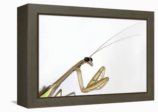 New York, USA. Chinese Mantis.-Karen Ann Sullivan-Framed Premier Image Canvas