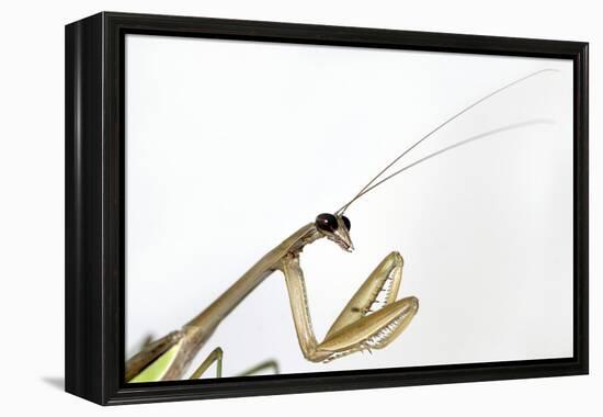 New York, USA. Chinese Mantis.-Karen Ann Sullivan-Framed Premier Image Canvas