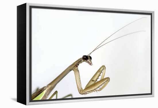 New York, USA. Chinese Mantis.-Karen Ann Sullivan-Framed Premier Image Canvas