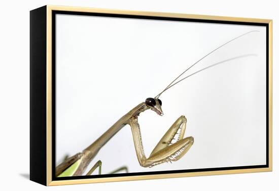 New York, USA. Chinese Mantis.-Karen Ann Sullivan-Framed Premier Image Canvas