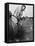 New York Yankees. Retired Outfielder Babe Ruth Playing Golf, Late 1940s-null-Framed Stretched Canvas