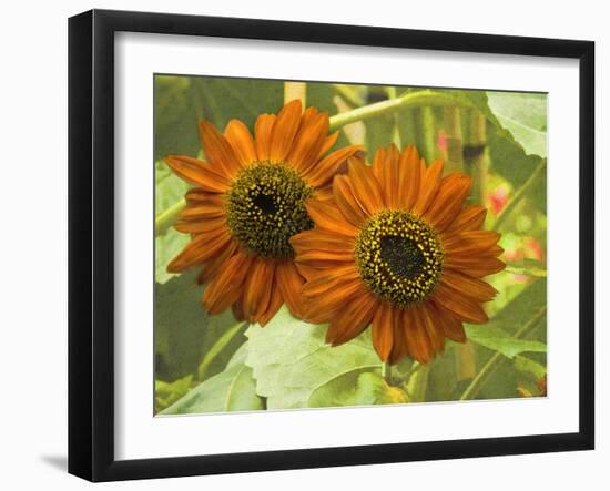 New Zeal and Sunflower-George Johnson-Framed Photographic Print