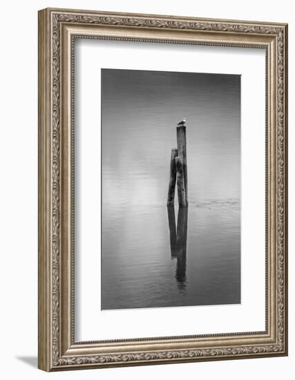 New Zealand, Asia, Seagull on Piling-John Ford-Framed Photographic Print