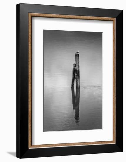 New Zealand, Asia, Seagull on Piling-John Ford-Framed Photographic Print