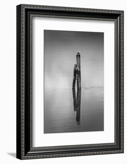 New Zealand, Asia, Seagull on Piling-John Ford-Framed Photographic Print