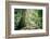 New Zealand, Commonwealth, Queenstown, Giant Sequoia, South Island-null-Framed Photographic Print