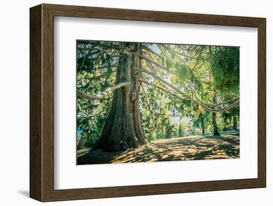 New Zealand, Commonwealth, Queenstown, Giant Sequoia, South Island-null-Framed Photographic Print