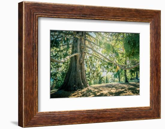 New Zealand, Commonwealth, Queenstown, Giant Sequoia, South Island-null-Framed Photographic Print