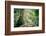 New Zealand, Commonwealth, Queenstown, Giant Sequoia, South Island-null-Framed Photographic Print