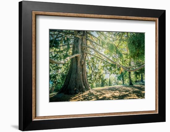 New Zealand, Commonwealth, Queenstown, Giant Sequoia, South Island-null-Framed Photographic Print