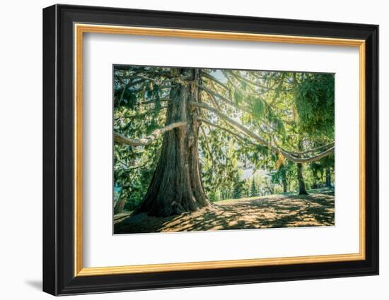 New Zealand, Commonwealth, Queenstown, Giant Sequoia, South Island-null-Framed Photographic Print