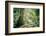 New Zealand, Commonwealth, Queenstown, Giant Sequoia, South Island-null-Framed Photographic Print