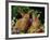 New Zealand Domestic Rabbits and Flowers-Lynn M^ Stone-Framed Photographic Print