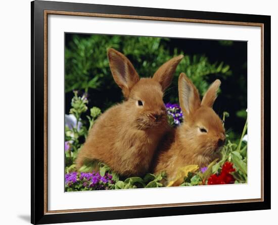 New Zealand Domestic Rabbits and Flowers-Lynn M^ Stone-Framed Photographic Print