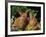 New Zealand Domestic Rabbits and Flowers-Lynn M^ Stone-Framed Photographic Print