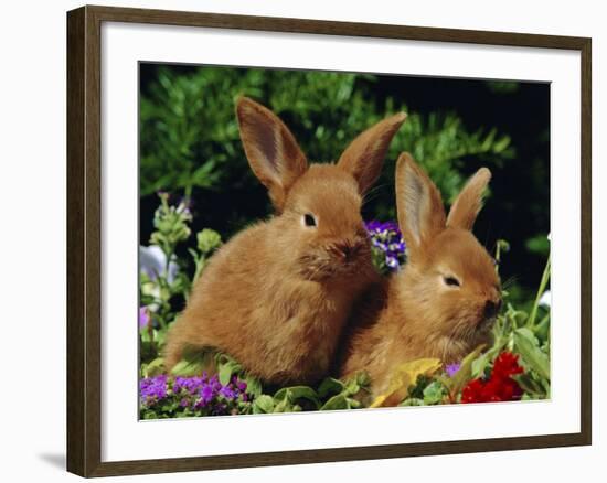 New Zealand Domestic Rabbits and Flowers-Lynn M^ Stone-Framed Photographic Print