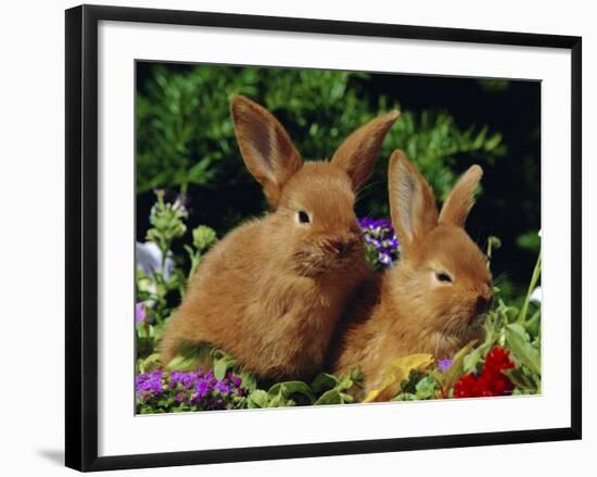 New Zealand Domestic Rabbits and Flowers-Lynn M^ Stone-Framed Photographic Print