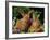 New Zealand Domestic Rabbits and Flowers-Lynn M^ Stone-Framed Photographic Print