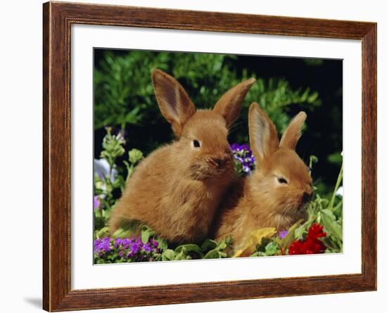 New Zealand Domestic Rabbits and Flowers-Lynn M^ Stone-Framed Photographic Print