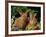 New Zealand Domestic Rabbits and Flowers-Lynn M^ Stone-Framed Photographic Print