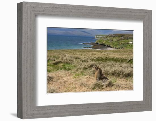 New Zealand, Enderby Island, Sandy Bay. New Zealand sea lion.-Cindy Miller Hopkins-Framed Premium Photographic Print