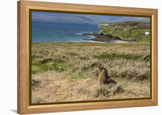 New Zealand, Enderby Island, Sandy Bay. New Zealand sea lion.-Cindy Miller Hopkins-Framed Premier Image Canvas