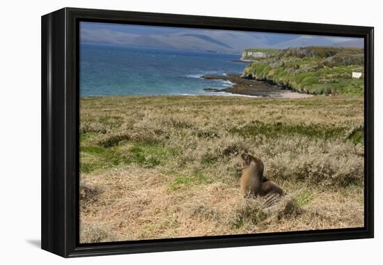 New Zealand, Enderby Island, Sandy Bay. New Zealand sea lion.-Cindy Miller Hopkins-Framed Premier Image Canvas