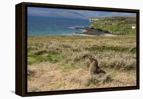 New Zealand, Enderby Island, Sandy Bay. New Zealand sea lion.-Cindy Miller Hopkins-Framed Premier Image Canvas