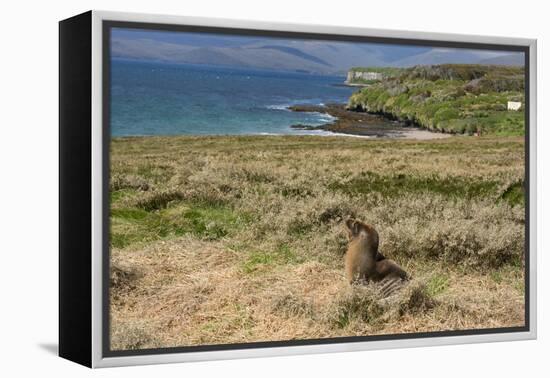 New Zealand, Enderby Island, Sandy Bay. New Zealand sea lion.-Cindy Miller Hopkins-Framed Premier Image Canvas