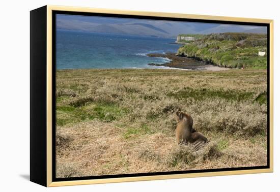 New Zealand, Enderby Island, Sandy Bay. New Zealand sea lion.-Cindy Miller Hopkins-Framed Premier Image Canvas