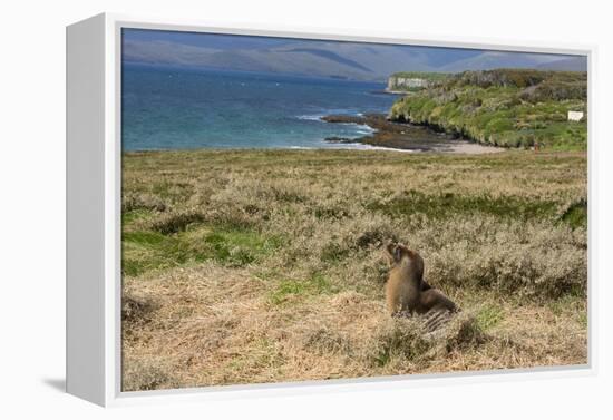 New Zealand, Enderby Island, Sandy Bay. New Zealand sea lion.-Cindy Miller Hopkins-Framed Premier Image Canvas