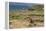 New Zealand, Enderby Island, Sandy Bay. New Zealand sea lion.-Cindy Miller Hopkins-Framed Premier Image Canvas