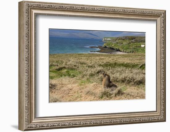 New Zealand, Enderby Island, Sandy Bay. New Zealand sea lion.-Cindy Miller Hopkins-Framed Photographic Print