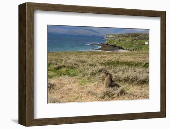 New Zealand, Enderby Island, Sandy Bay. New Zealand sea lion.-Cindy Miller Hopkins-Framed Photographic Print