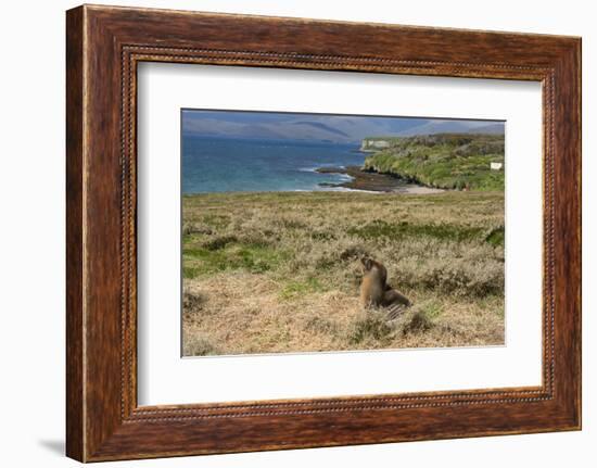 New Zealand, Enderby Island, Sandy Bay. New Zealand sea lion.-Cindy Miller Hopkins-Framed Photographic Print