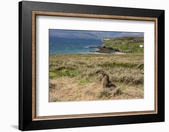 New Zealand, Enderby Island, Sandy Bay. New Zealand sea lion.-Cindy Miller Hopkins-Framed Photographic Print