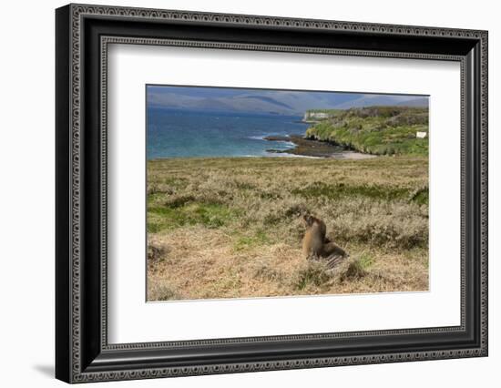 New Zealand, Enderby Island, Sandy Bay. New Zealand sea lion.-Cindy Miller Hopkins-Framed Photographic Print